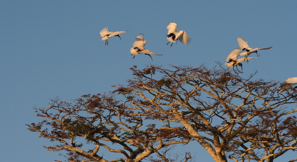 Malagasy Sacred Ibis - ML287643301