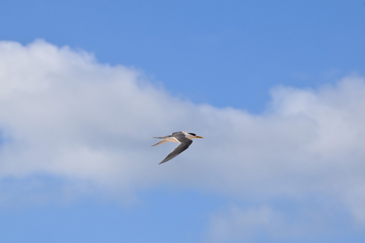 Great Crested Tern - ML287643331