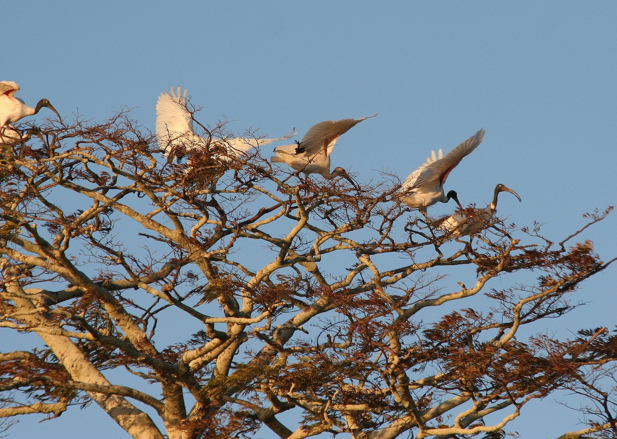 Malagasy Sacred Ibis - ML287643341