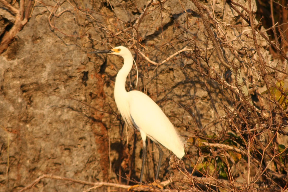 volavka stříbřitá (ssp. dimorpha) - ML287643391