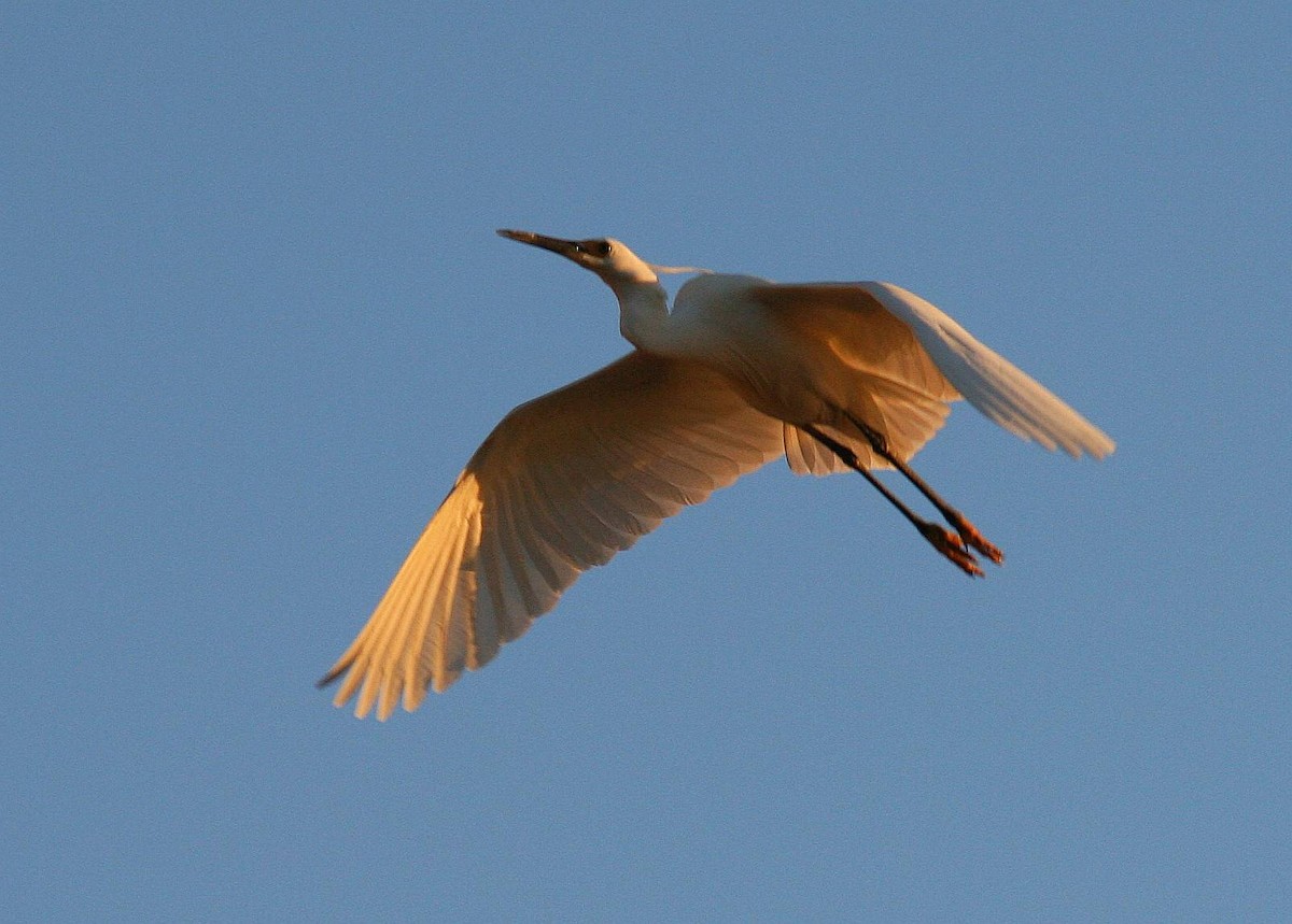 Little Egret (Dimorphic) - ML287643451