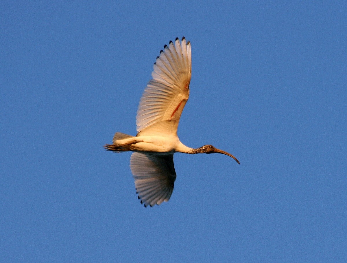 Malagasy Sacred Ibis - ML287643491