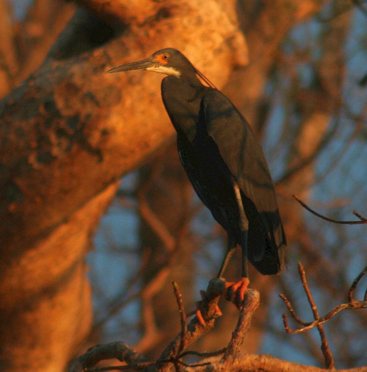 silkehegre (dimorpha) (madagaskarsilkehegre) - ML287643541