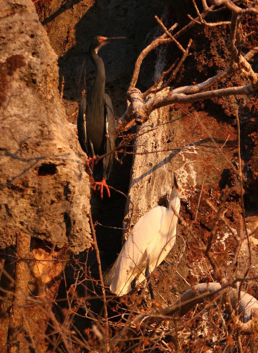 Little Egret (Dimorphic) - ML287643581