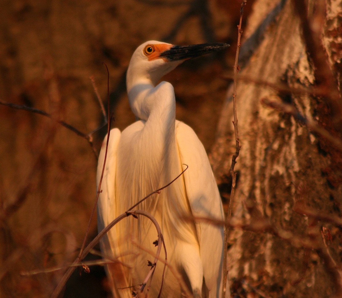 Little Egret (Dimorphic) - ML287643671