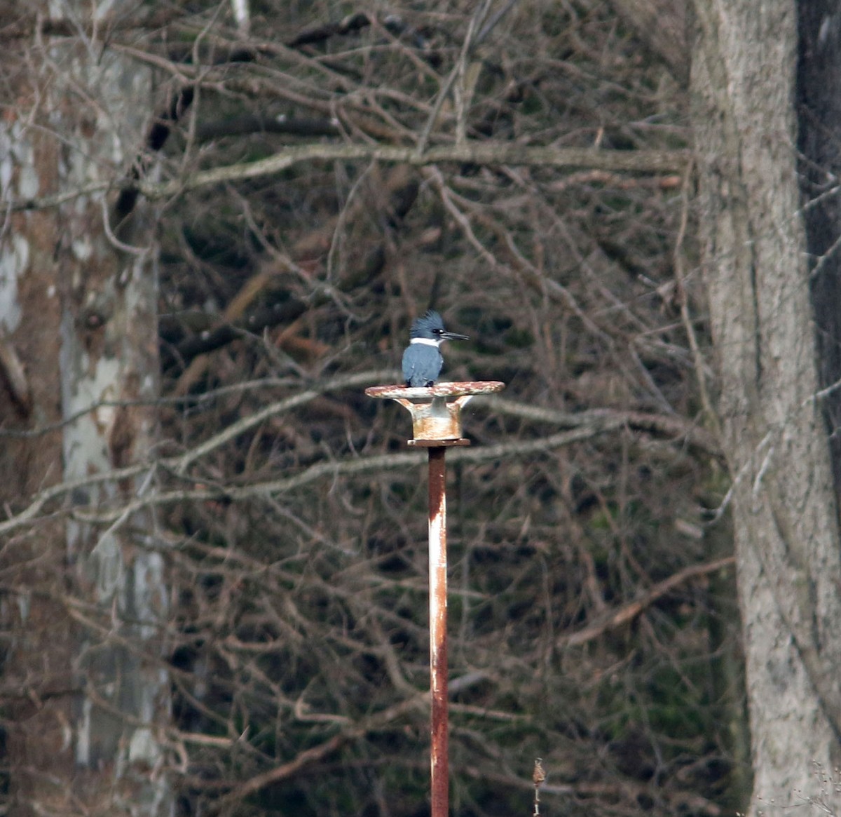Belted Kingfisher - Beth Poole