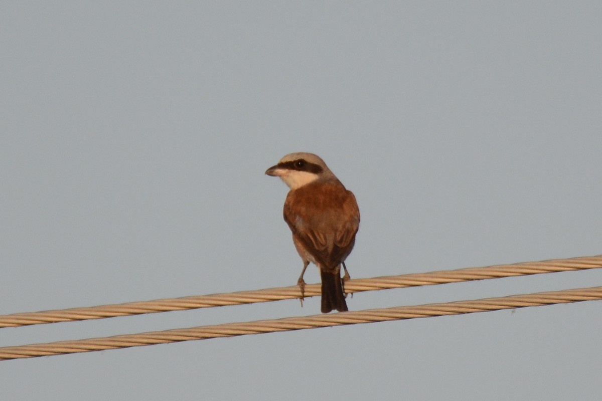 Red-backed Shrike - Ergün Cengiz