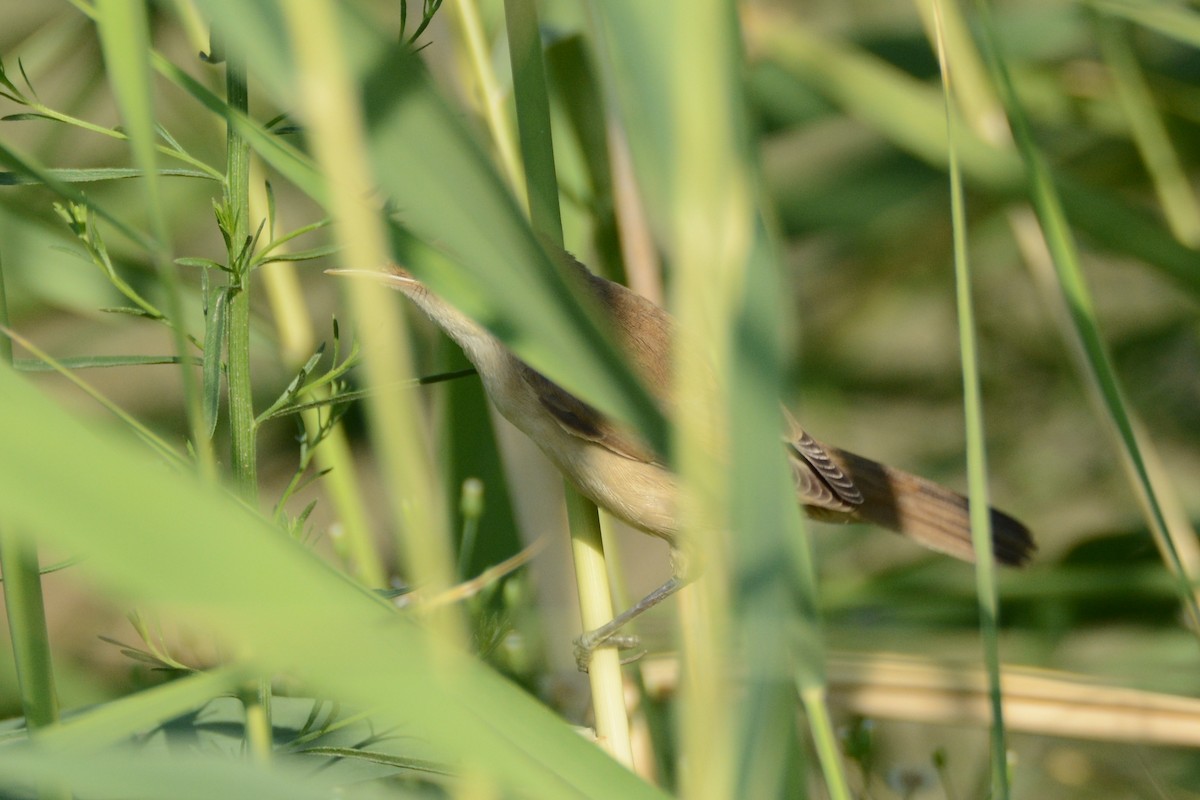 Common Reed Warbler - Ergün Cengiz