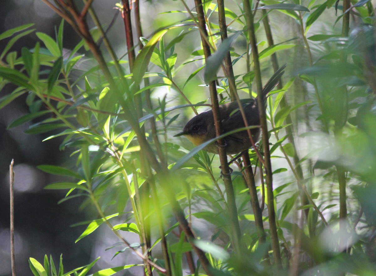 Sri Lanka Bush Warbler - Thomas Galewski