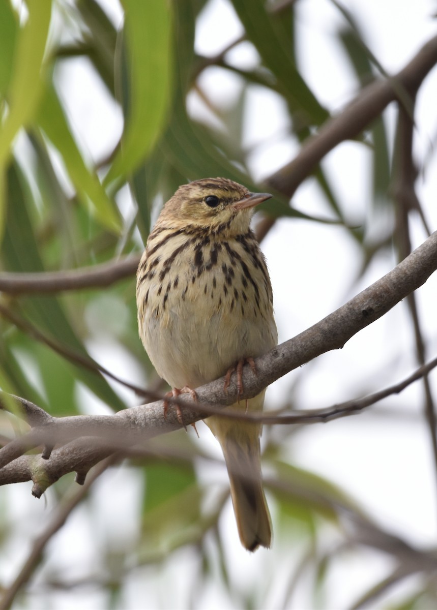 Tree Pipit - Mohan Bala