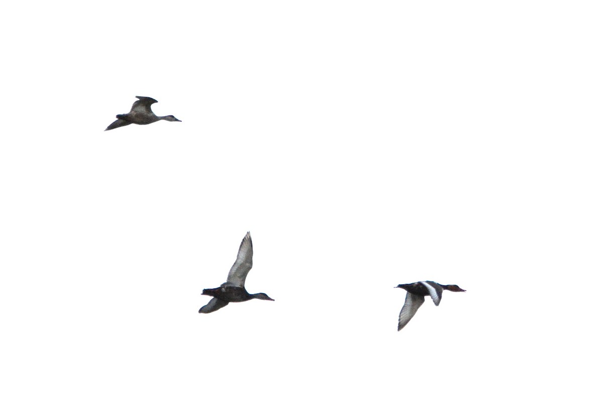 Red-crested Pochard - Ergün Cengiz