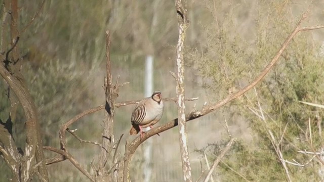 Chukar - ML287645181