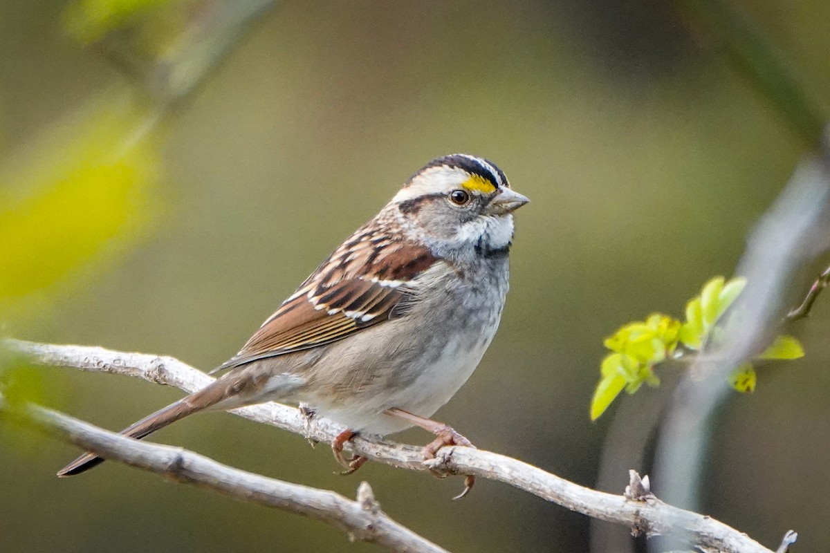 White-throated Sparrow - ML287645481