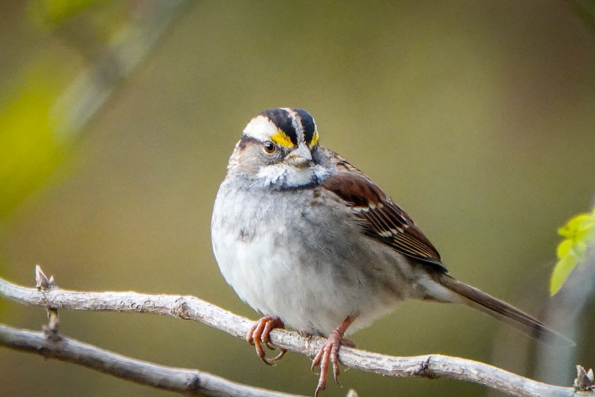 White-throated Sparrow - ML287645491