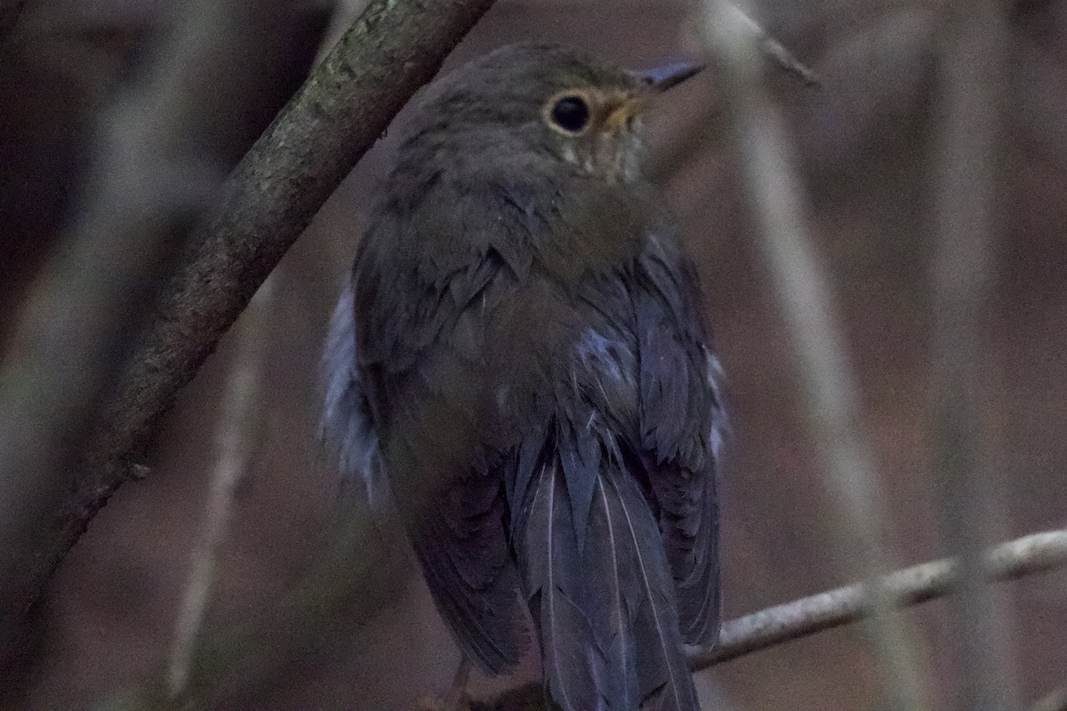 Swainson's Thrush - ML287646221