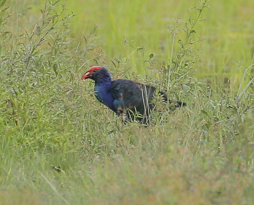 Gray-headed Swamphen - Neoh Hor Kee