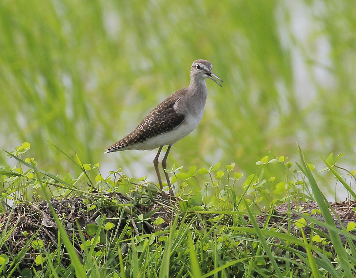 Wood Sandpiper - ML287646471