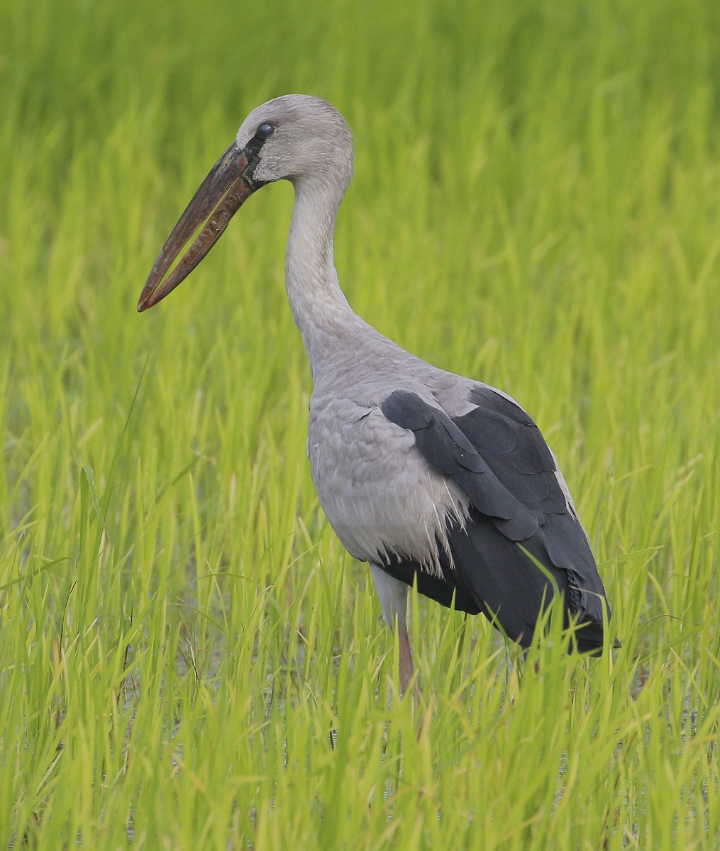 Asian Openbill - ML287646511