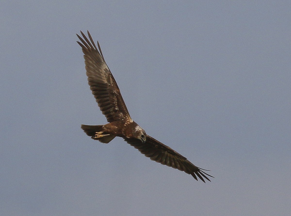 Eastern Marsh Harrier - ML287646621