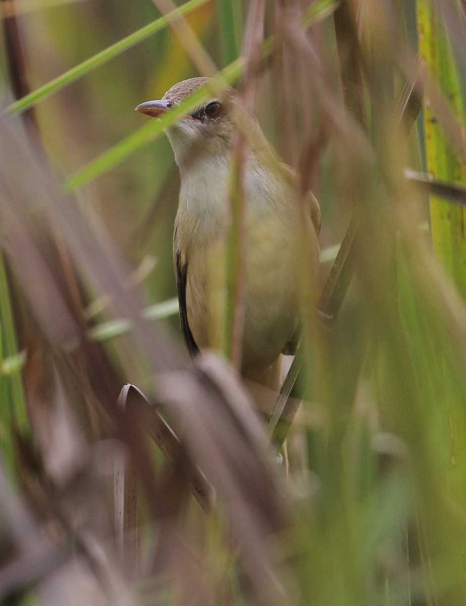 Oriental Reed Warbler - Neoh Hor Kee