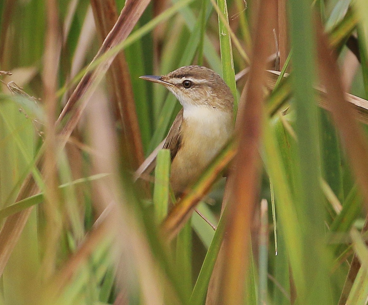 Manchurian Reed Warbler - Neoh Hor Kee