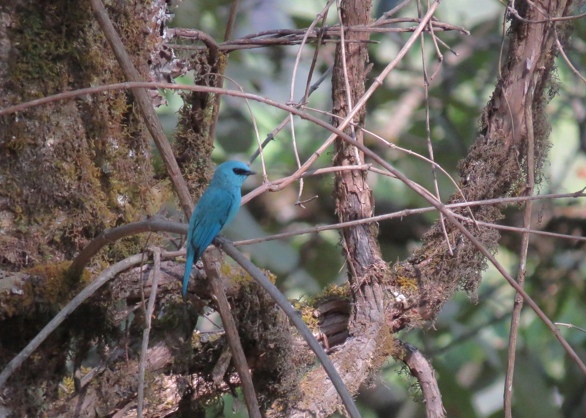 Verditer Flycatcher - ML287648291