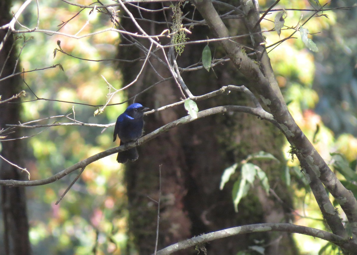 Büyük Mavi Sinekkapan - ML287648371