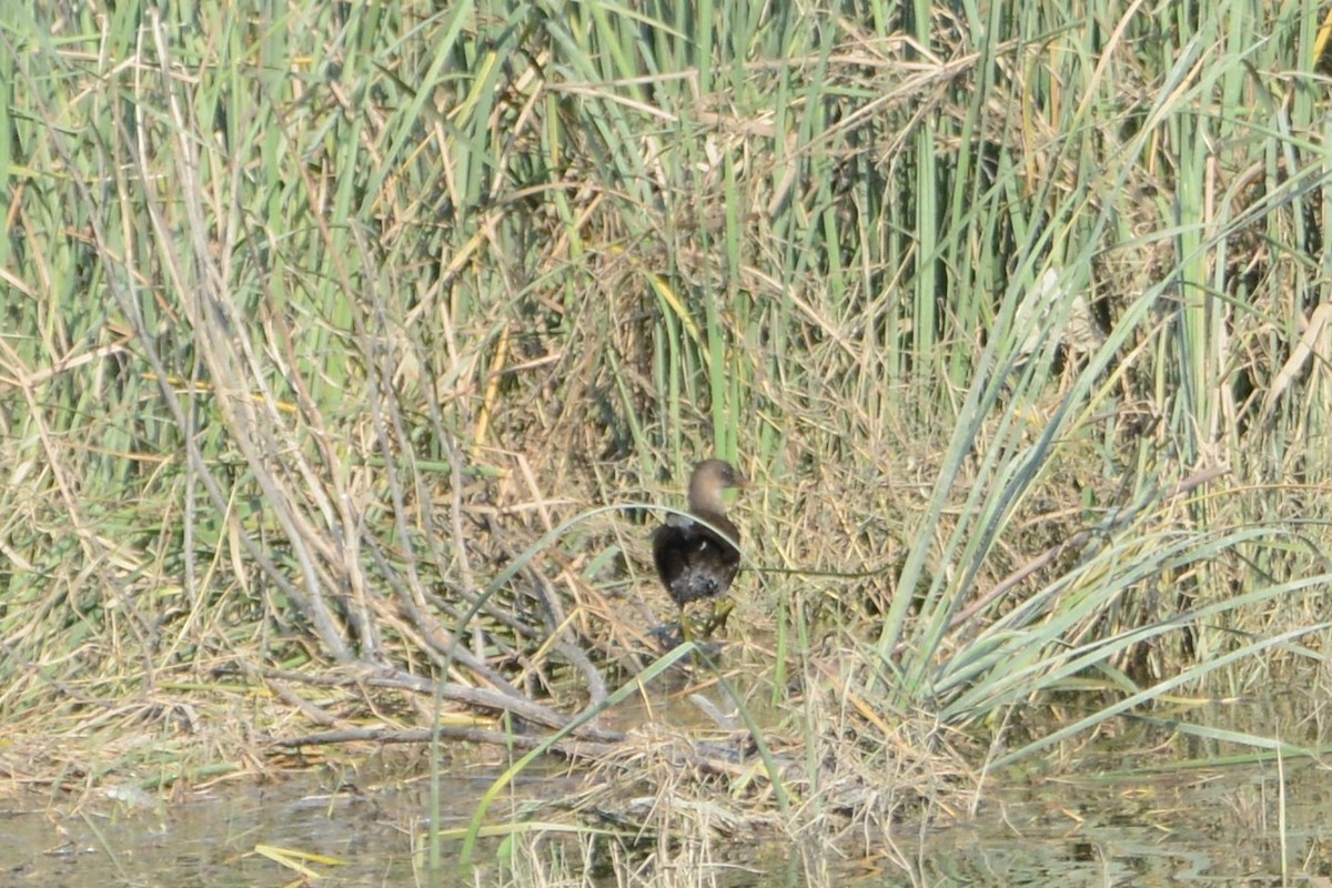 Eurasian Moorhen - Ergün Cengiz