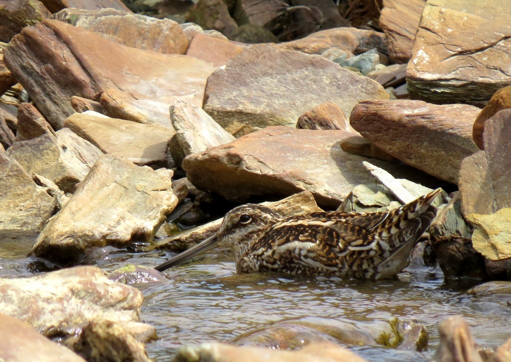 Өнчин хараалж - ML287649091