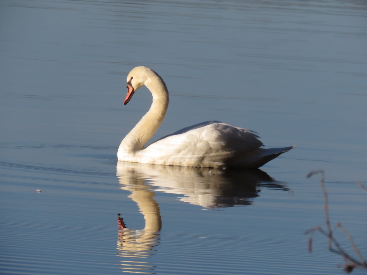Mute Swan - ML287649671