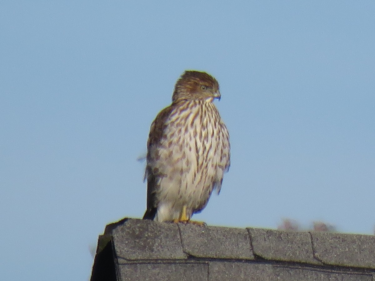 Cooper's Hawk - ML287649731