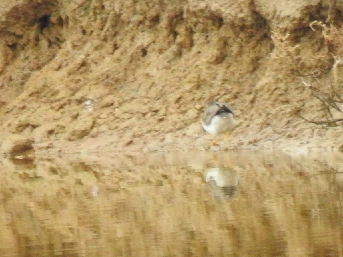 Spotted Sandpiper - ML287652291
