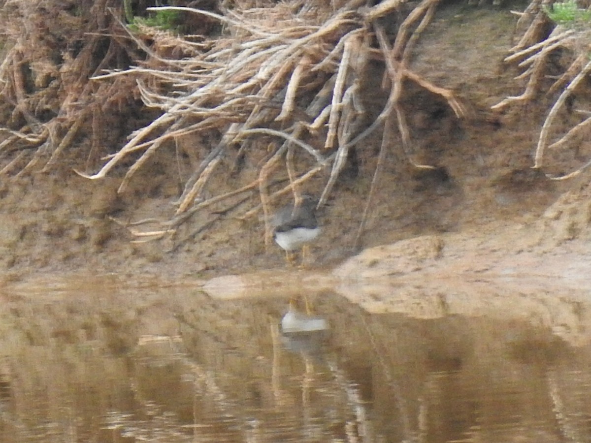 Spotted Sandpiper - Lars Gonçalves