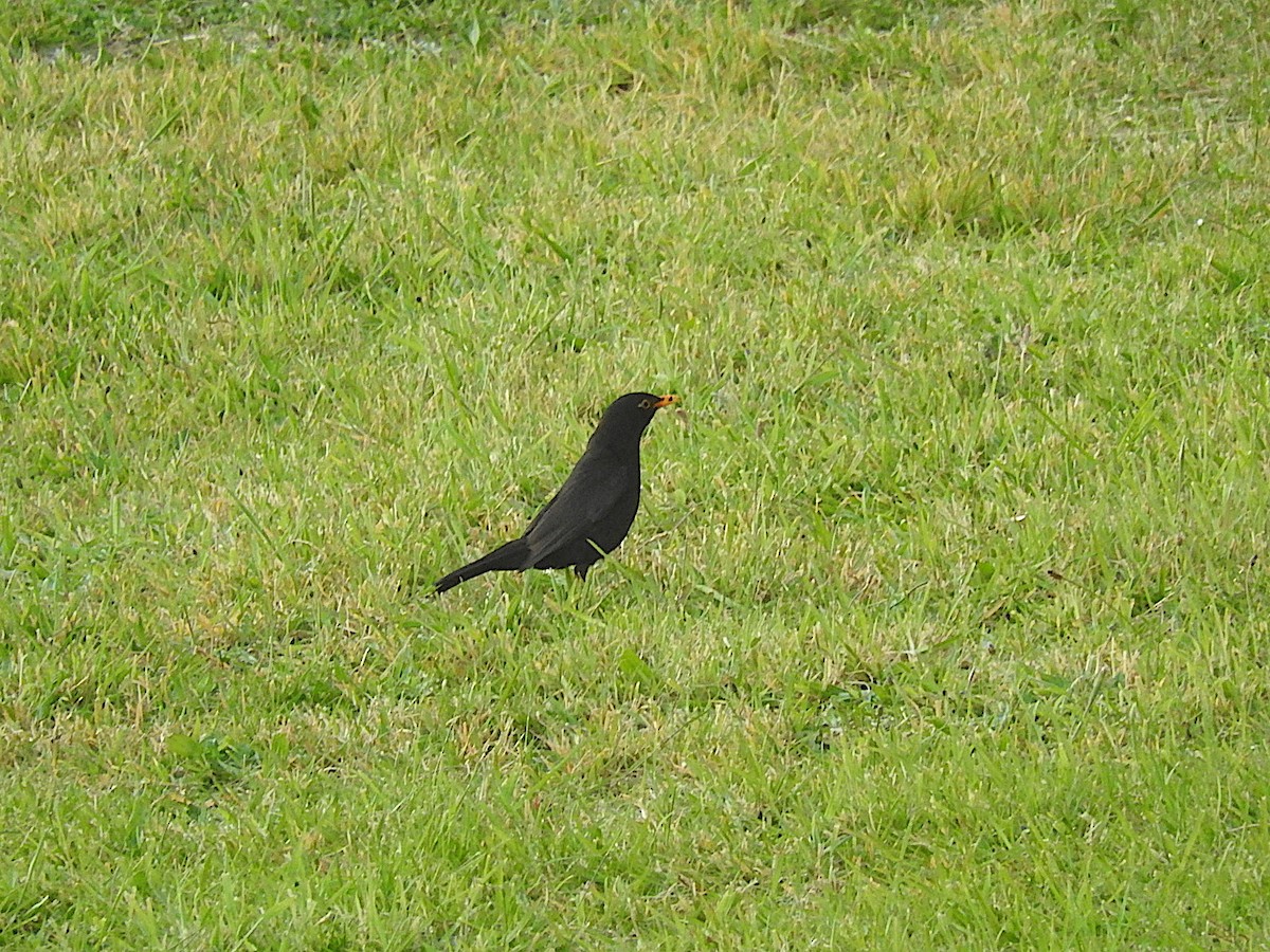 Eurasian Blackbird - ML287655411