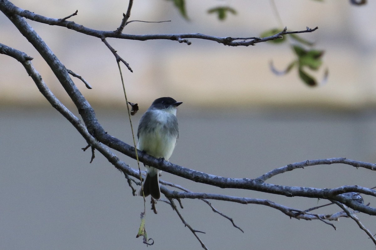 Eastern Phoebe - ML287656611