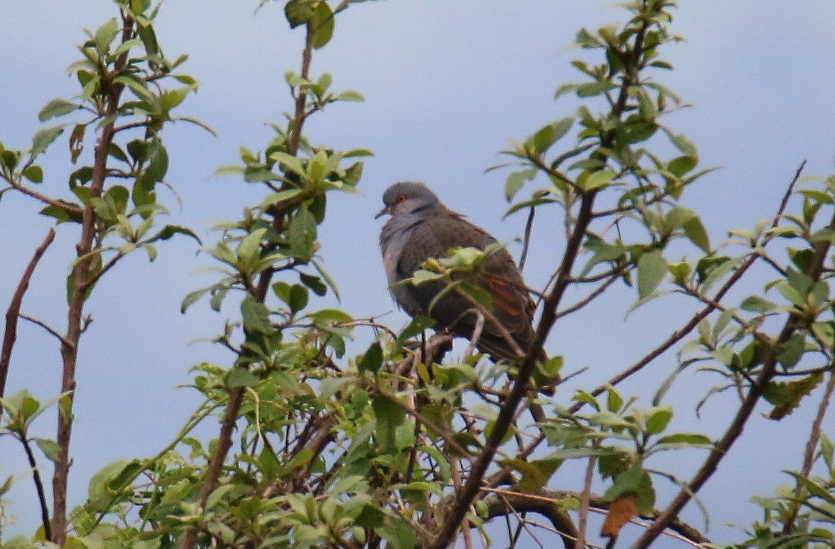 Dusky Turtle-Dove - ML287657041