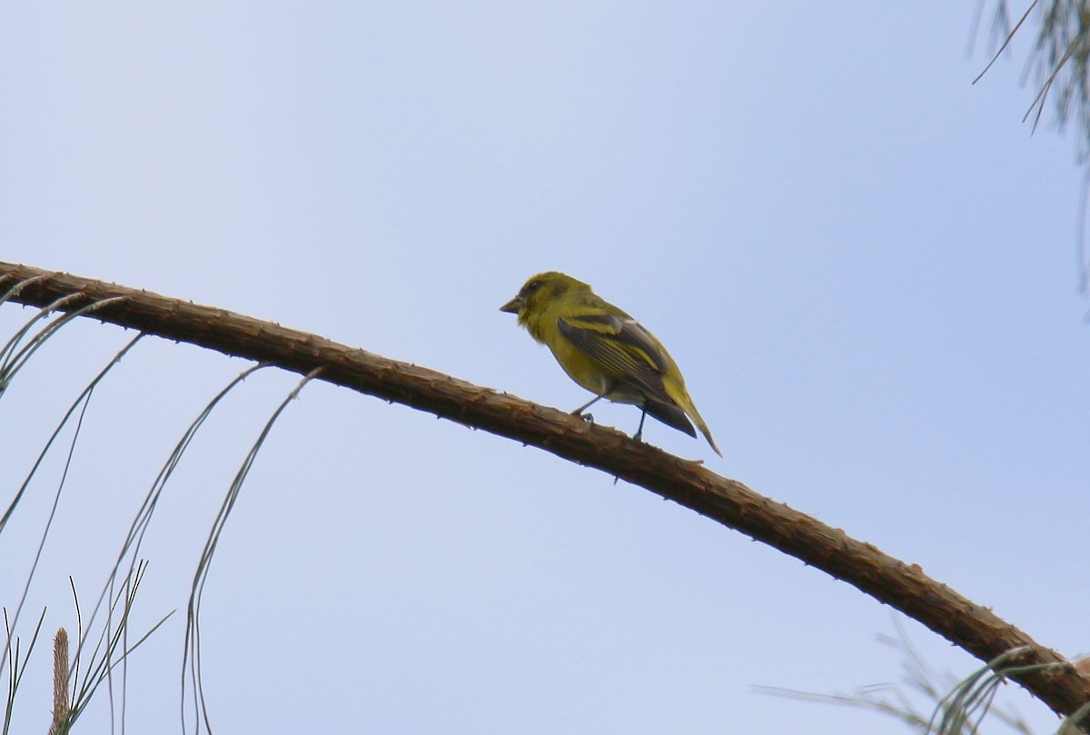 Yellow-crowned Canary - Kevin Lester
