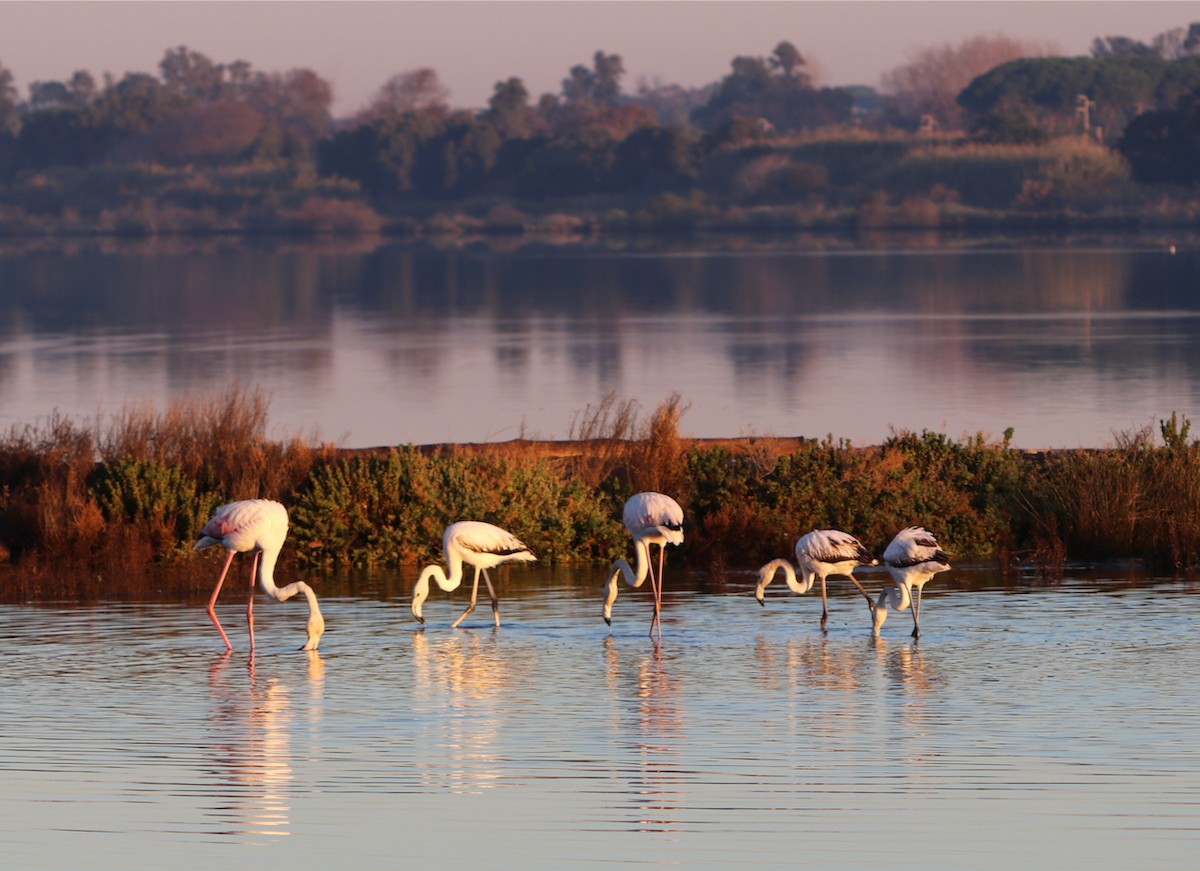 Greater Flamingo - ML287659611