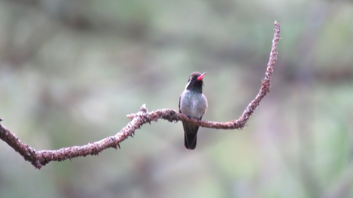 White-eared Hummingbird - ML287660031