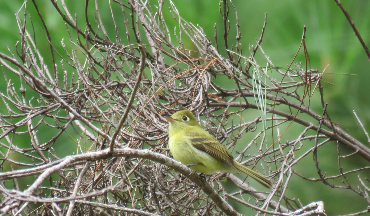 Yellowish Flycatcher - ML287660271