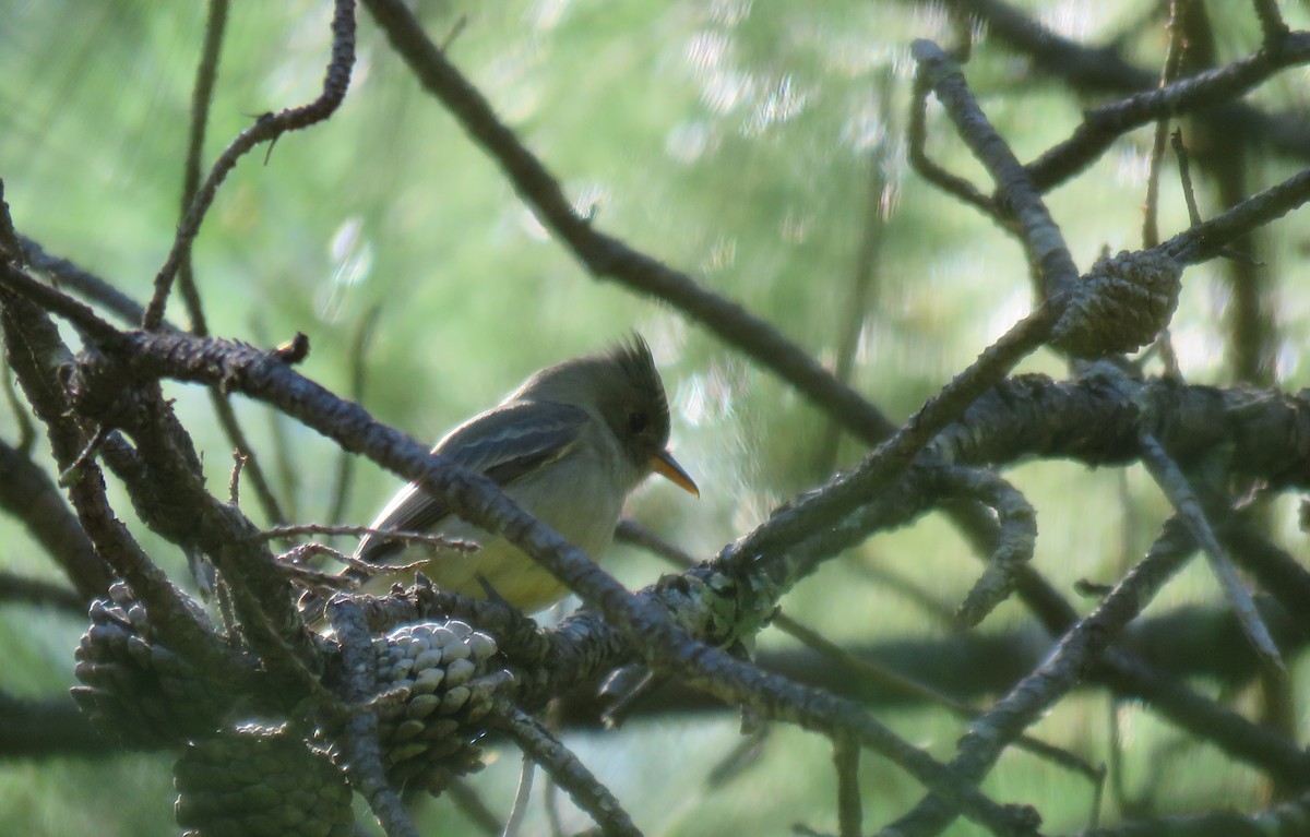 Greater Pewee - ML287660331