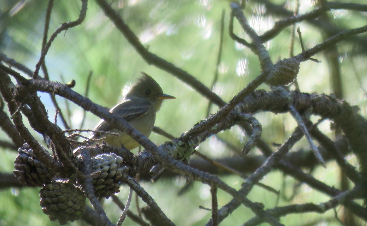 Greater Pewee - ML287660431