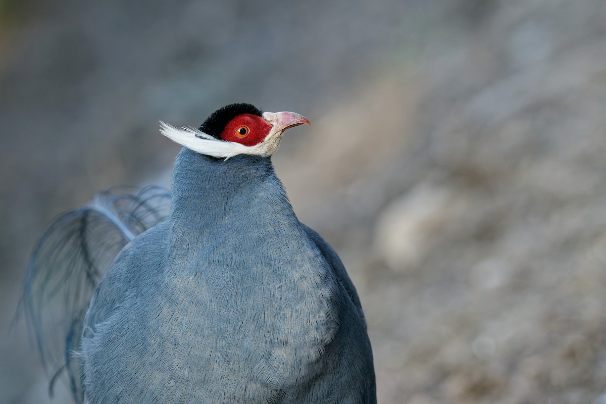 Blue Eared-Pheasant - Vincent Wang