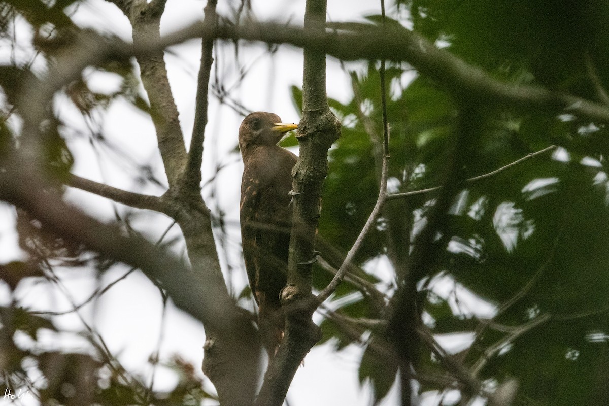 Bay Woodpecker - Tom Lam