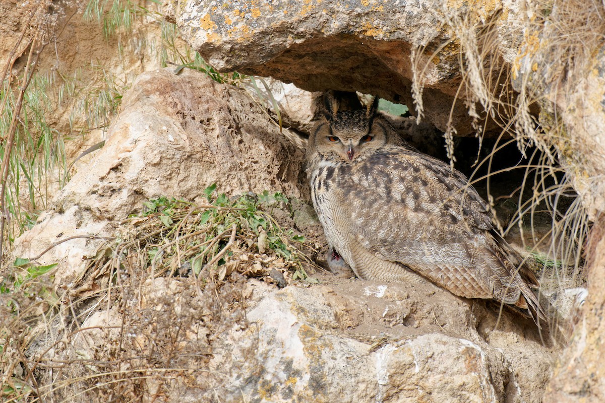 Eurasian Eagle-Owl - ML287662651