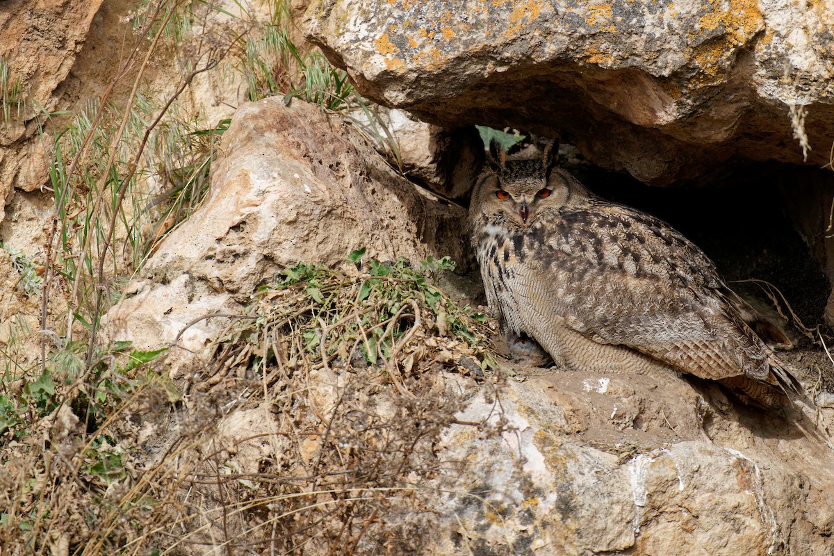 Eurasian Eagle-Owl - ML287662711