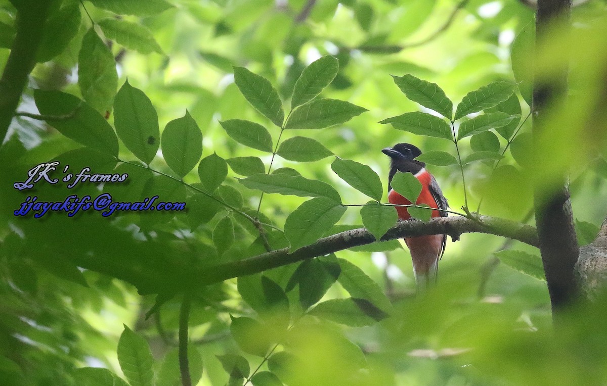 Malabar Trogon - ML28766281