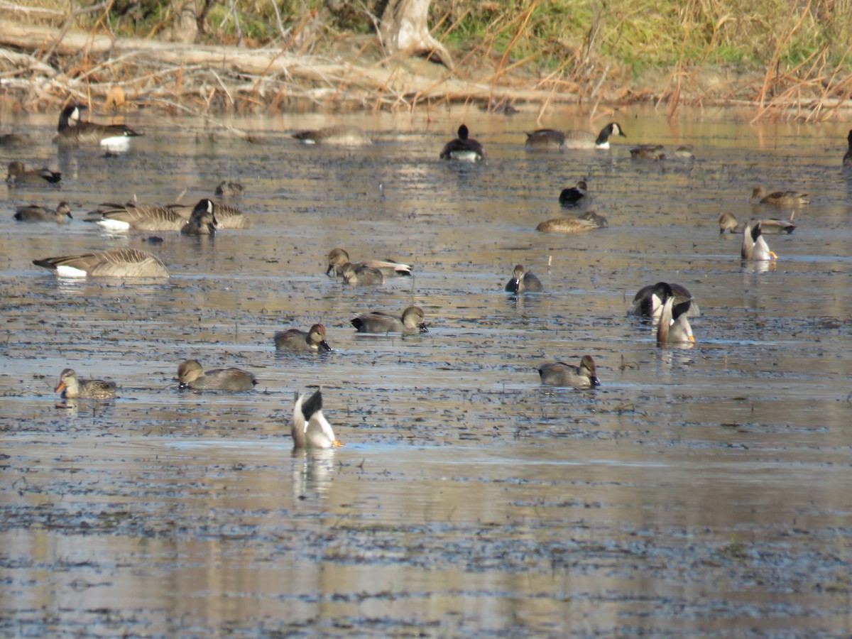 Gadwall - ML287663781