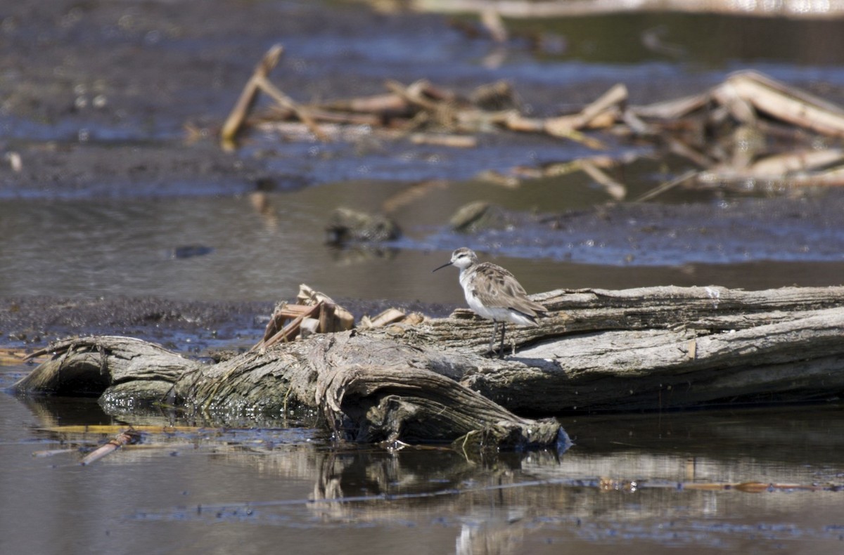 Wilson's Phalarope - ML28766391