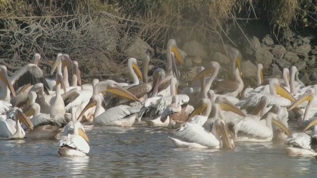 Great White Pelican - ML287664511